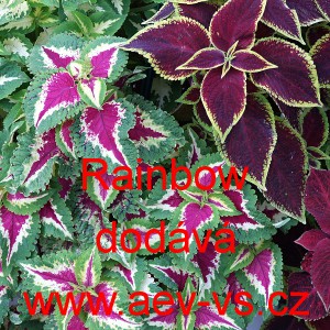 Africk&aacute; kopřiva, Pochvatec ozdobn&yacute;, &scaron;i&scaron;&aacute;kovit&yacute;, Kopřivěnka zkř&iacute;žen&aacute; Rainbow