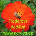 Kr&aacute;senka žlut&aacute;, s&iacute;rožlut&aacute; Redcrest