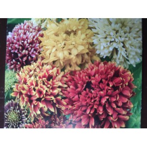 Kokarda sličn&aacute;, spanil&aacute; Kokardenblume Mix