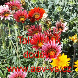 &Uacute;borovka z&aacute;řiv&aacute;, gaz&aacute;nie pevn&aacute; Talent F1 Mix