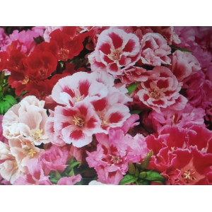 Z&aacute;řivka velkokvět&aacute; Mix - letn&iacute; azalka