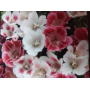 Z&aacute;řivka velkokvět&aacute; Sommerazalee Mix