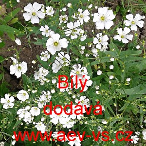 &Scaron;ater lep&yacute; ozdobn&yacute; B&iacute;l&yacute;