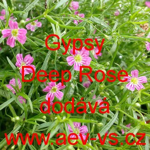 &Scaron;ater zedn&iacute; Gypsy Deep Rose