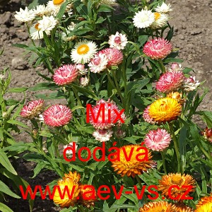 Smil listenat&yacute;, slaměnka Mix