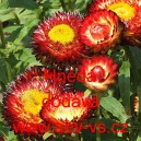 Smil listenat&yacute;, slaměnka Hněd&aacute;