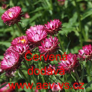 Smil listenat&yacute;, slaměnka Červen&aacute;