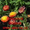 Smil listenat&yacute;, slaměnka Bronzov&aacute;