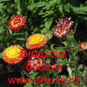 Smil listenat&yacute;, slaměnka Bronzov&aacute;