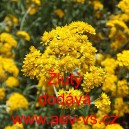 Smilek Humboldtův Žlut&yacute;