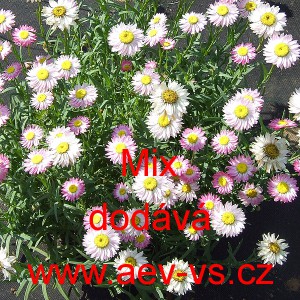 Smilek růžov&yacute; nesmrtelka Mix