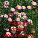 Smilek růžov&yacute; nesmrtelka Roseum