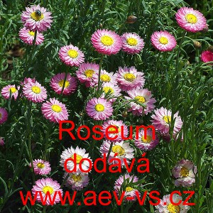 Smilek růžov&yacute; nesmrtelka Roseum