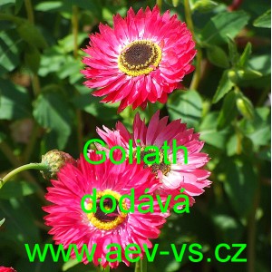 Smilek růžov&yacute; nesmrtelka Goliath