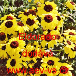 Kopretina osenn&iacute;, Zlateň osenn&iacute; Eldorado