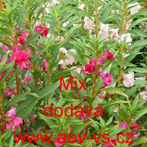 Net&yacute;kavka balzam&iacute;na, voděnka Mix