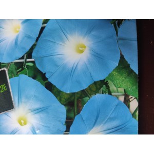 Pov&iacute;jnice trojbarv&aacute; Blaue K&ouml;nigin Mix