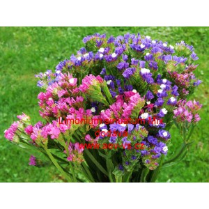 Limonka chobotnat&aacute; statice Mix