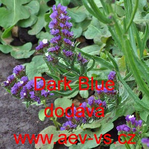 Limonka chobotnat&aacute; statice Dark Blue