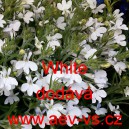Lobelka drobn&aacute; White