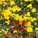 Bř&iacute;nek ročn&iacute; Goldgelb