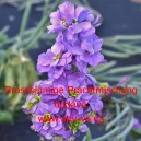 Fiala letn&iacute;, &scaron;ediv&aacute; Grossblumige Prachtmischung