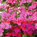 Plamenka Drummondova, flox letn&iacute; Niedrige Mischung