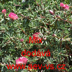 &Scaron;rucha velkokvět&aacute; Mix