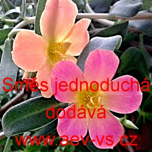 &Scaron;rucha velkokvět&aacute; Směs jednoduch&aacute;