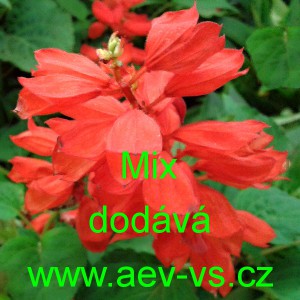 &Scaron;alvěj z&aacute;řiv&aacute; Salvia splendens Mix