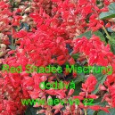 &Scaron;alvěj z&aacute;řiv&aacute; Red Shades Mischung