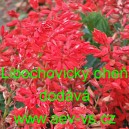 &Scaron;alvěj z&aacute;řiv&aacute; Libochovick&yacute; oheň