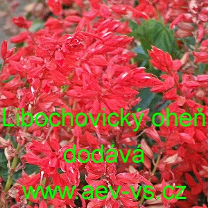 &Scaron;alvěj z&aacute;řiv&aacute; Libochovick&yacute; oheň