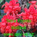 &Scaron;alvěj z&aacute;řiv&aacute; Tetra Pronto