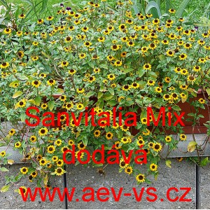 Vit&aacute;lka položen&aacute;, pol&eacute;hav&aacute;, plaziv&aacute; Mix