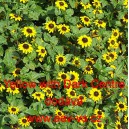 Vit&aacute;lka položen&aacute;, pol&eacute;hav&aacute;, plaziv&aacute; Yellow with Dark Centre