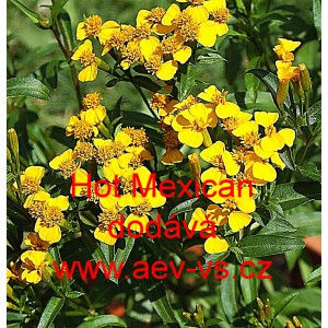 Aksamitn&iacute;k leskl&yacute; Hot Mexican