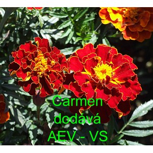 Aksamitn&iacute;k rozkladit&yacute; Carmen