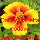 Aksamitn&iacute;k rozkladit&yacute; Dainty Marietta