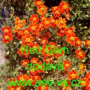 Aksamitn&iacute;k jemnolist&yacute; Red Gem