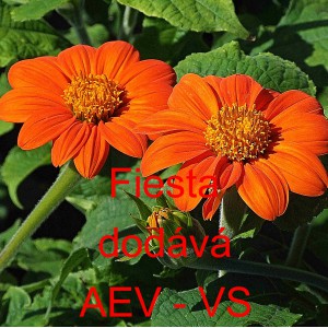 Titonie okrouhlolist&aacute; Fiesta