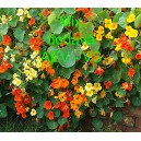 Lichořeři&scaron;nice vět&scaron;&iacute;, kapuc&iacute;nka pnouc&iacute; Mix