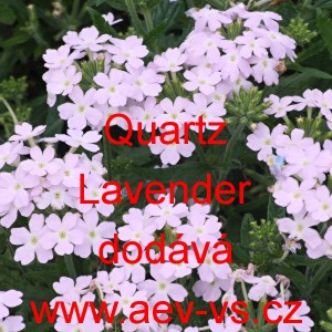Spor&yacute;&scaron; zahradn&iacute;, zkř&iacute;žen&yacute; Quartz Lavender