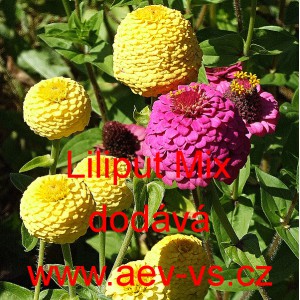 Ost&aacute;lka sličn&aacute;, lep&aacute; Liliput Mix