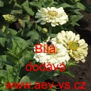 Ost&aacute;lka sličn&aacute;, lep&aacute; Jiřinkokvět&aacute; B&iacute;l&aacute;