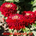 Ost&aacute;lka sličn&aacute;, lep&aacute; Jiřinkokvět&aacute; Tmavě červen&aacute;