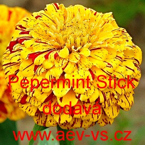Ost&aacute;lka sličn&aacute;, lep&aacute; Pepermint Sticks