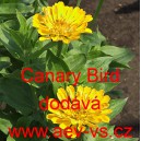 Ost&aacute;lka sličn&aacute;, lep&aacute; Canary Bird