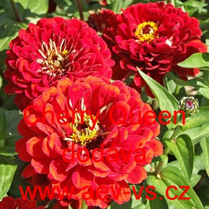 Ost&aacute;lka sličn&aacute;, lep&aacute; Cherry Queen