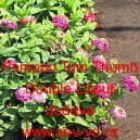 Ost&aacute;lka sličn&aacute;, lep&aacute; Pompon Tom Thumb Double Liliput Mix